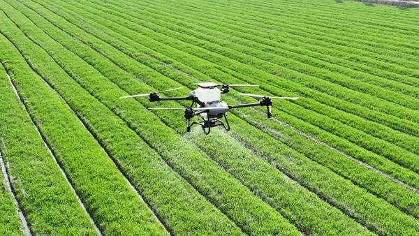 Arrosage-Agricole-Drone Pulvérisation de produits agricole par drone