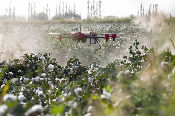 herney-spraying-sugar-cane-2746350 Épandage d'engrais solide par drone