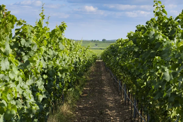 Vigne-Beaujolais Vignes du Beaujolais