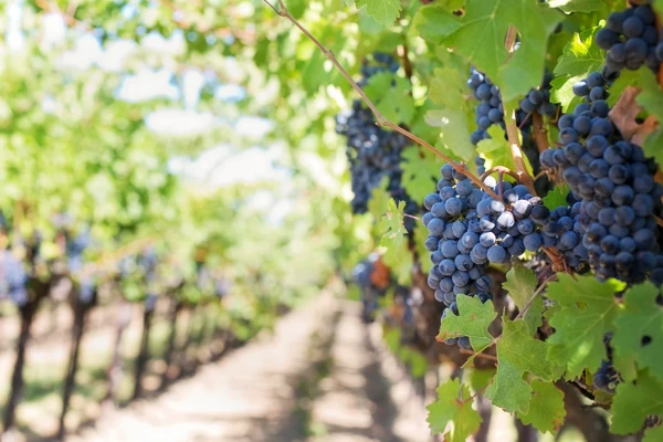 Vigne-Raisin-Noir Vigne de raisin noir du Beajolais